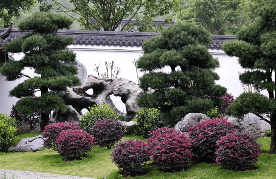 大業(yè)園林羅漢松